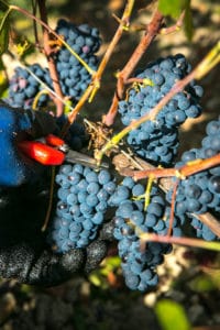 Kwaliteit Pinot Noir druiven - Jeromes Champagne