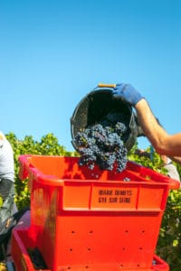 Pinot Noir Druiven oogsten - jeromeschampagne.nl