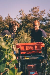 Jérôme en Pierre Demets oogst 2019 - jeromeschampagne.nl