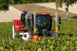 Champagne Oogst - Druiven ophalen - jeromeschampagne.nl